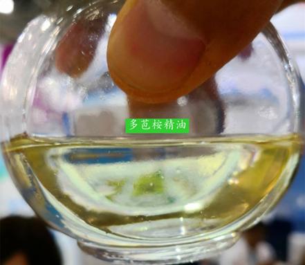 桉树精油抗真菌,桉树油对鸡的功效与作用