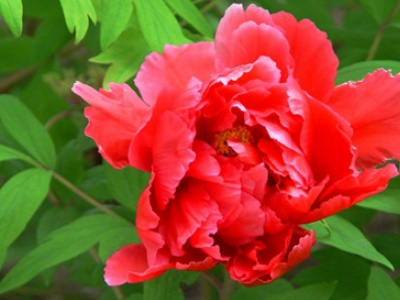 牡丹盆栽养殖方法和注意事项,牡丹养殖注意事项