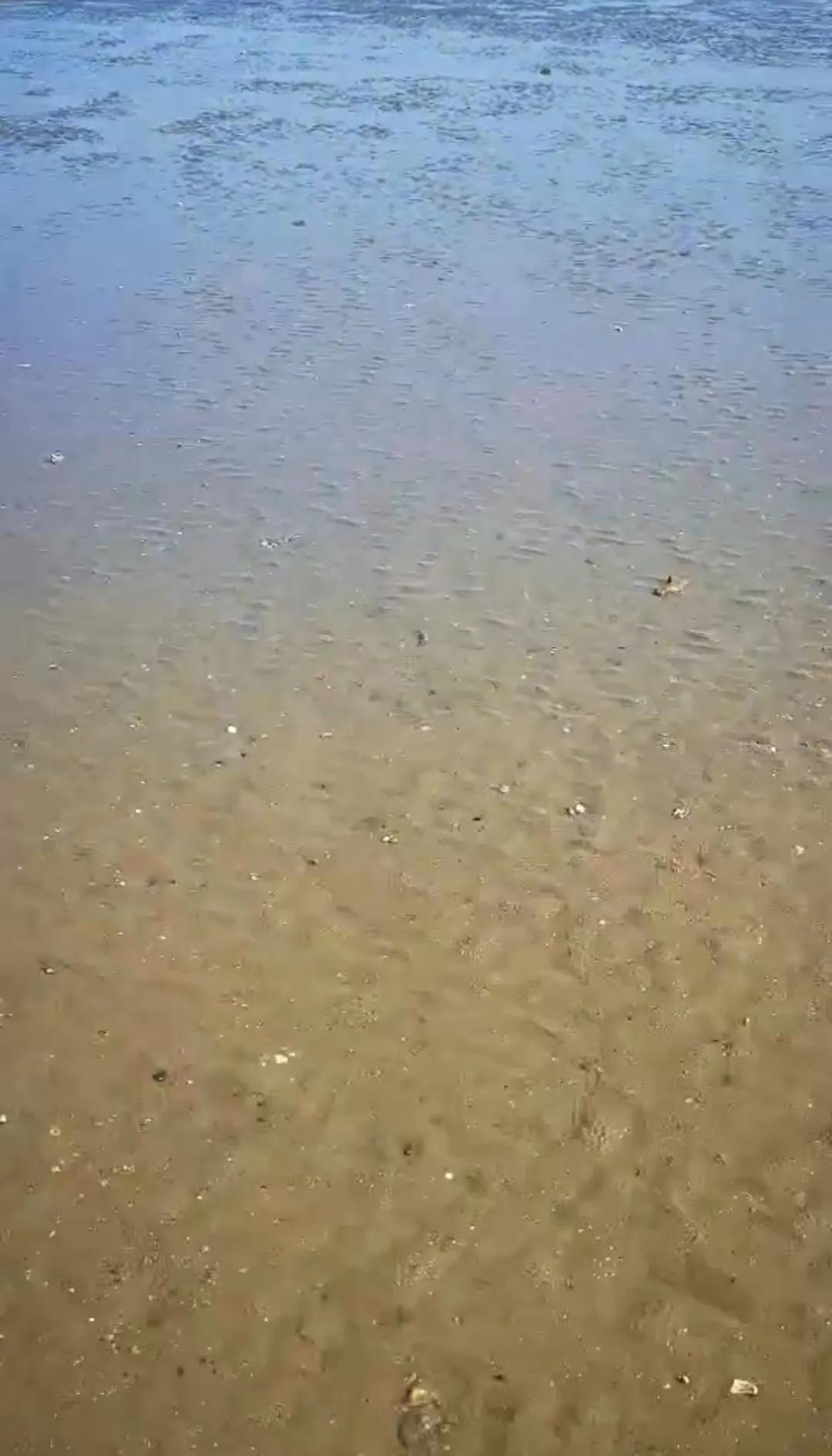 庄河黑岛赶海地点,庄河黑岛赶海潮汐表