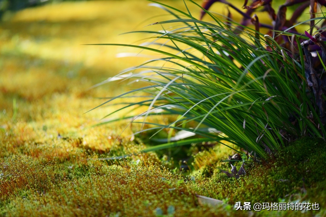 河马花园植物大全,荷马花园的月季