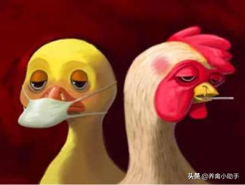 鸡咳嗽眼睛肿怎么治疗,鸡感冒流眼泪怎么治好得快