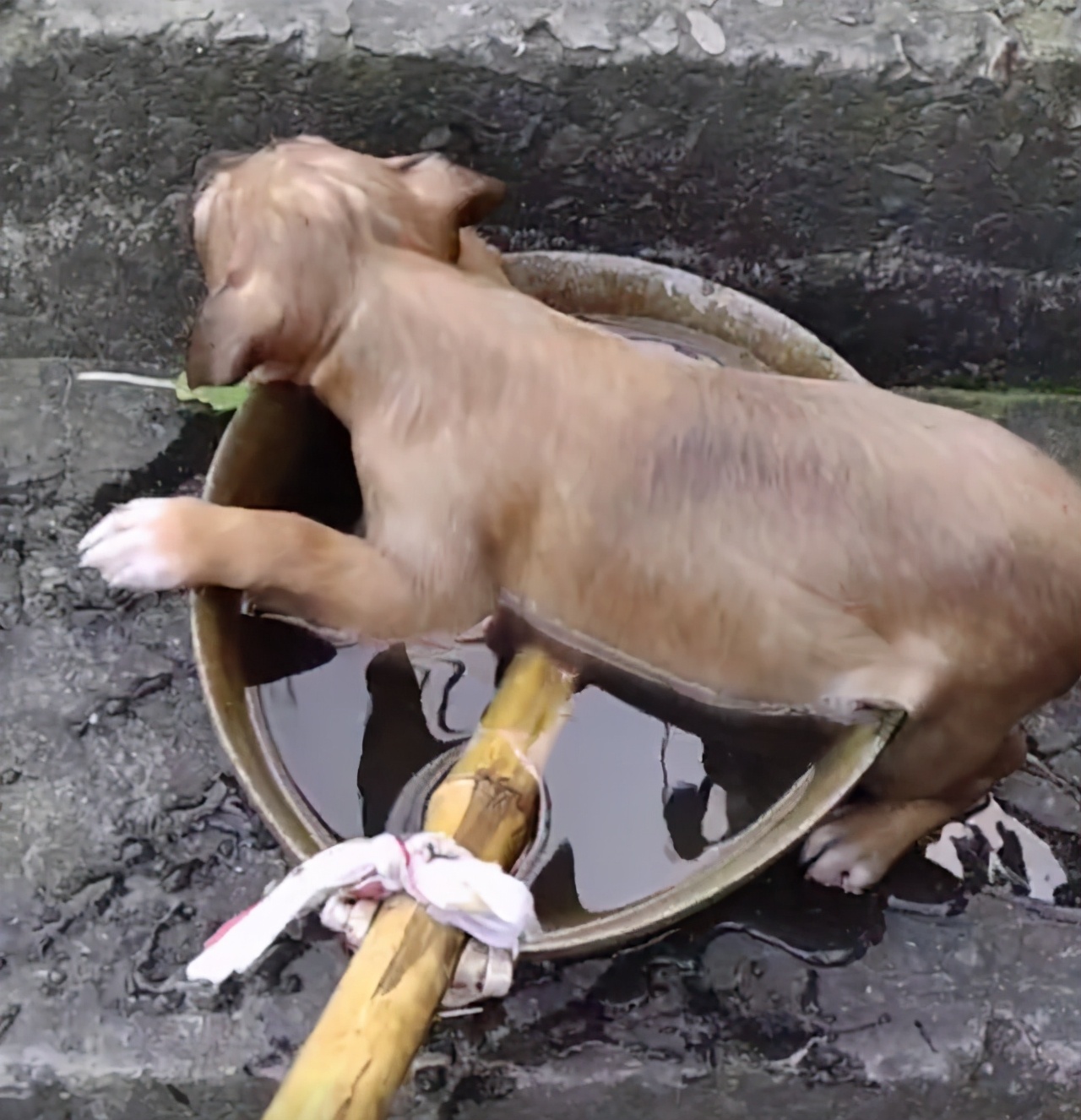 好心人救助落水狗有爱心,好心人救出几只被困小狗