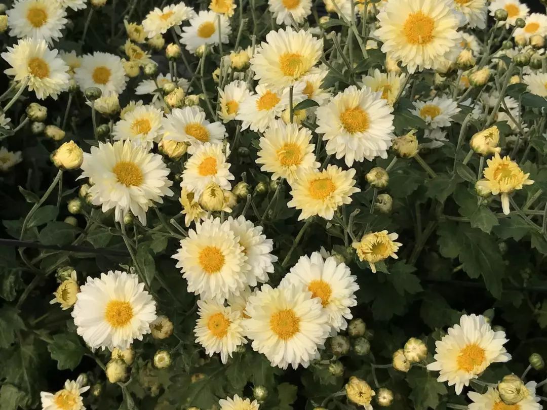 儿童保护眼睛中药,孩子眼干眨眼吃什么中药