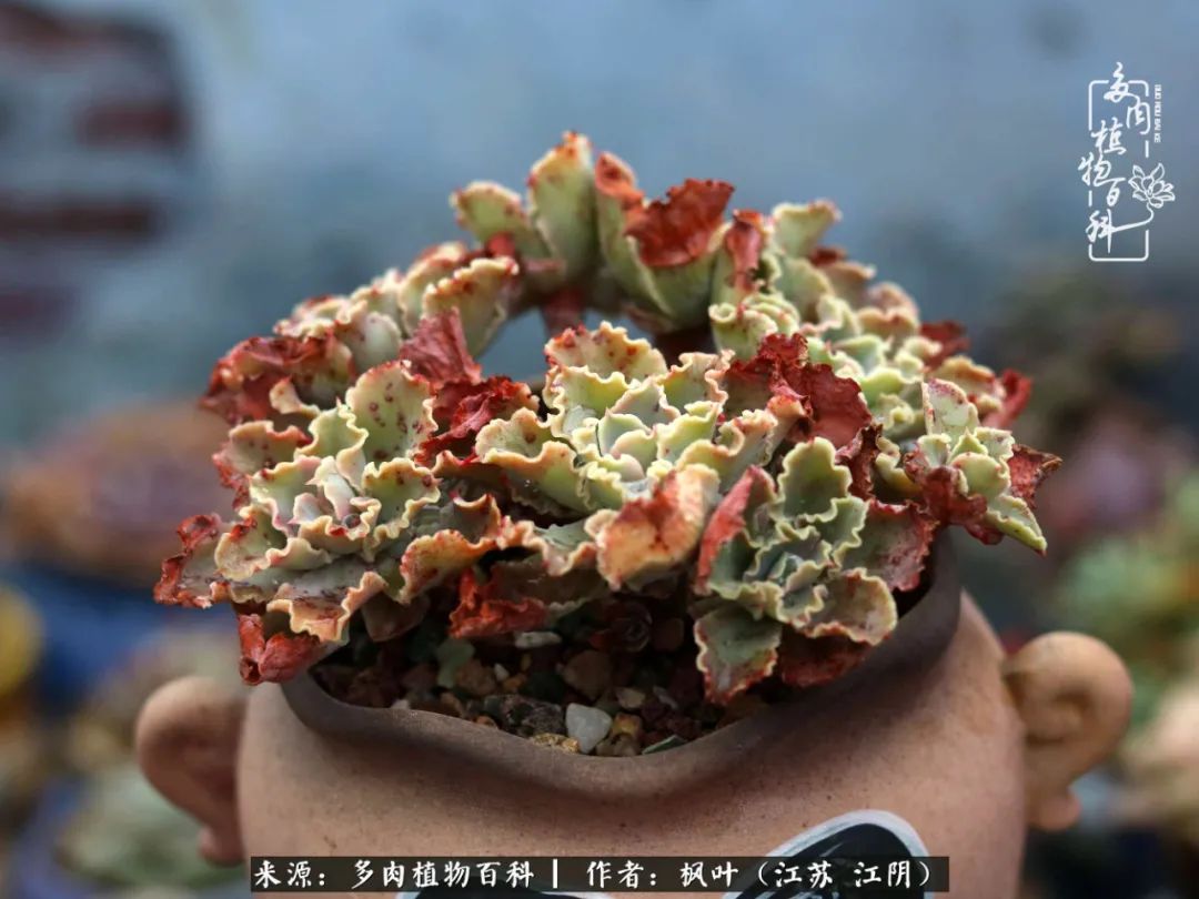 春有约,花不误,多肉与春天有个约会