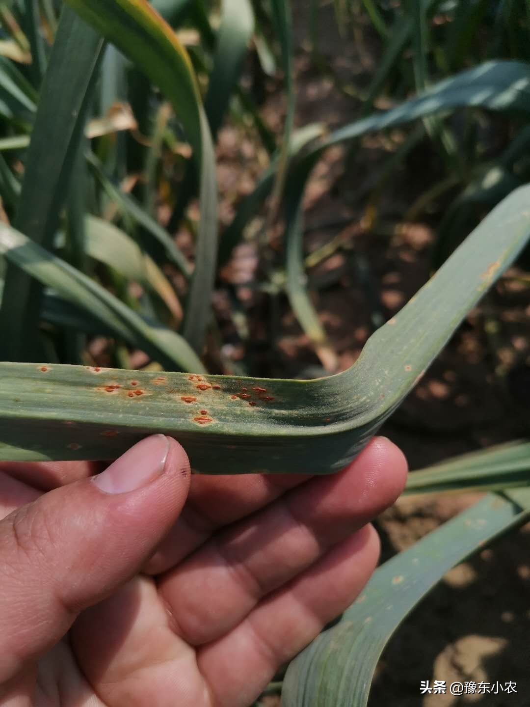 大蒜锈病的防治时间和方法大家知道吗？老蒜农分享自己的管理经验