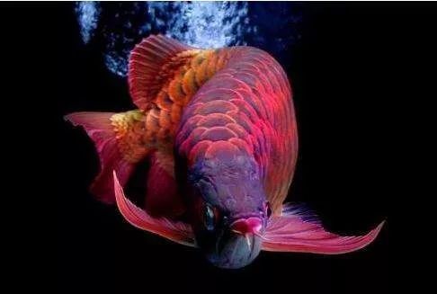 世界十大凶猛淡水鱼类,顶级淡水鱼类