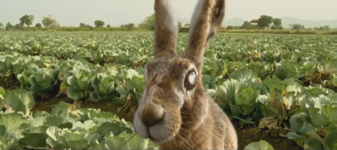 蛇蝎美人机关算尽，却被一只兔子搞定？这部印度悬疑片值得一看