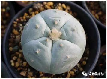 常见有毒红宝石多肉植物,最常见的多肉植物有毒吗