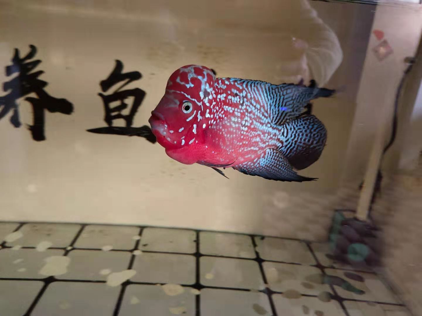 观赏鱼的消炎药有哪些,观赏鱼消炎药