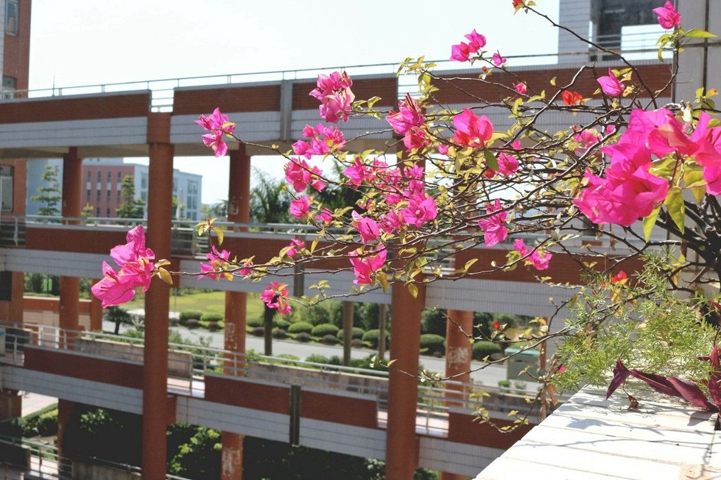 广东大学巡礼-广州康大职业技术学院