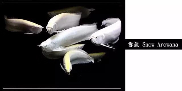 龙鱼混养品种推荐,龙鱼品种大全