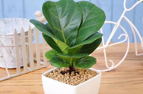 叶片亮度提高的方法,怎么让叶片油光发亮