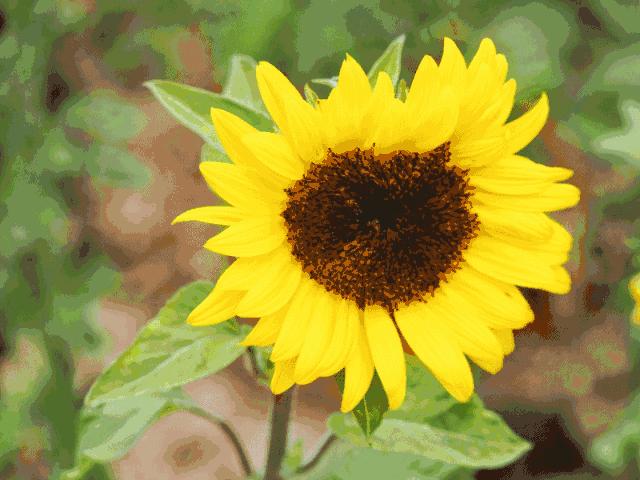 鍞湁椴滆姳闃冲厜鍜岀埍涓嶅彲杈滆礋,鍏遍潚妫灄鍏洯绉嬭壊缇庡緱浠や汉绐掓伅