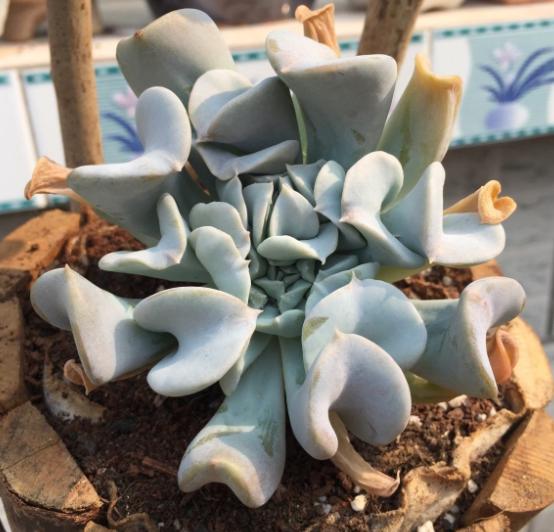 特玉莲多肉容易徒长吗,多肉植物特玉莲怎么养