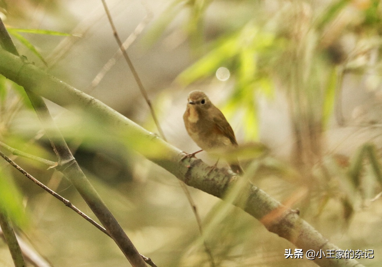 国际爱鸟日天桥岭,国际爱鸟日