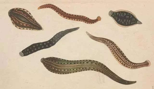 日本医蛭和菲牛蛭，傻傻分不清楚？