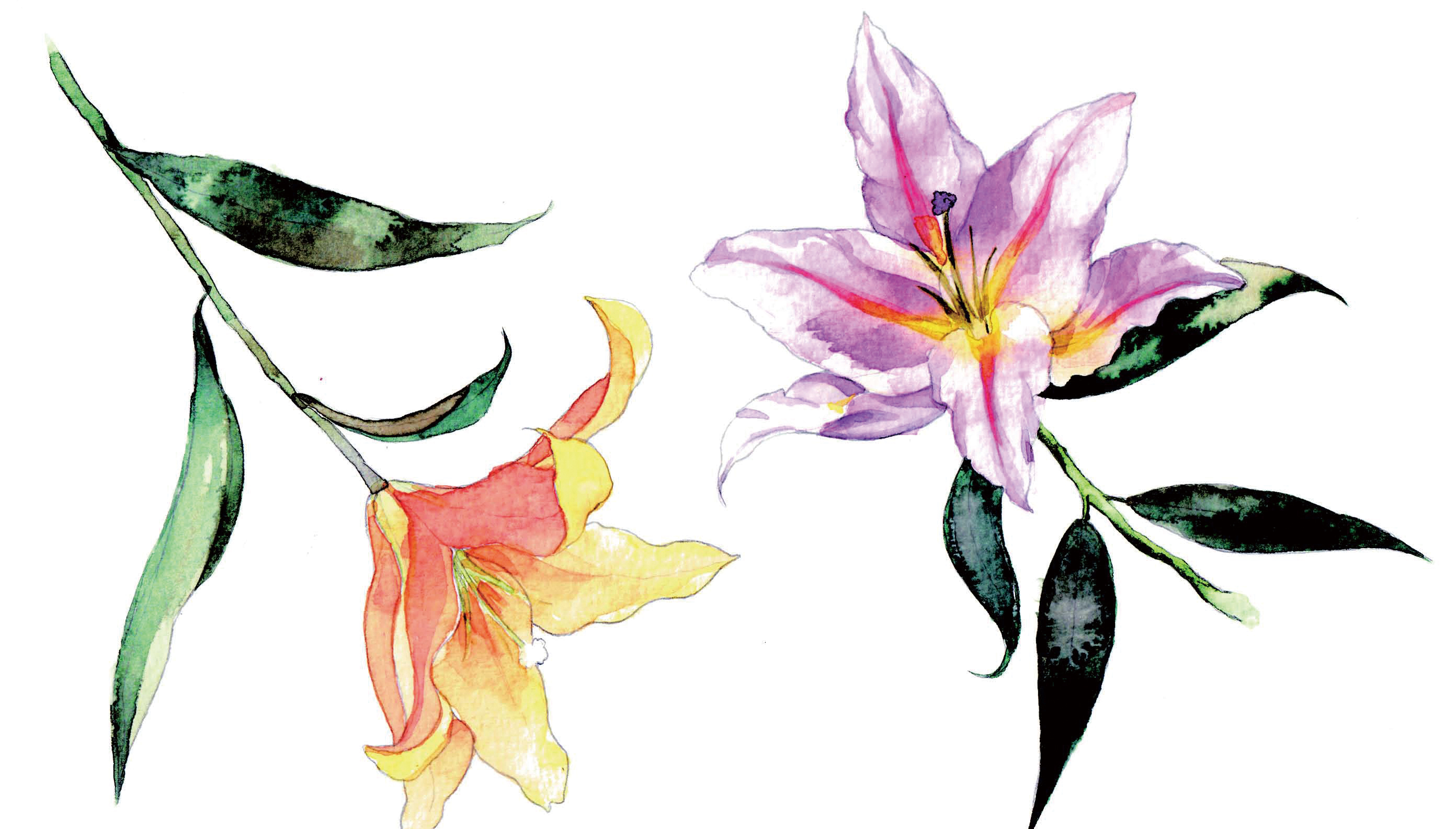 清爽又干净的水彩花卉手绘,学习水彩花卉画法步骤