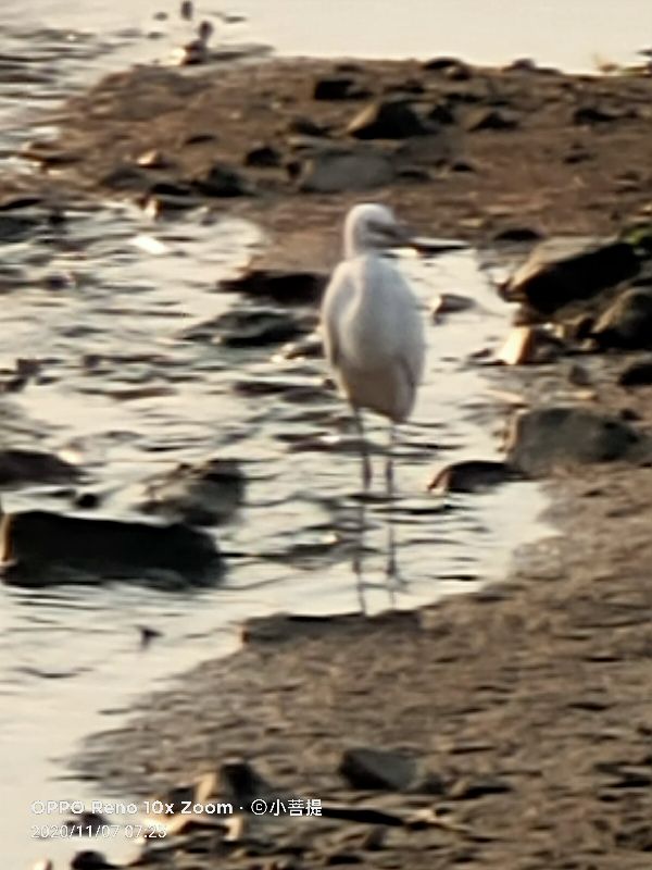 这种鸟很像纤纤美丽的女子，即使梦到了都代表着是吉祥的好事情