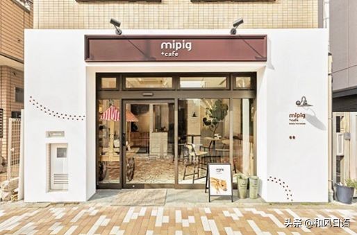日本迷你猪咖啡厅,日本街头超有人气的猫头鹰咖啡厅
