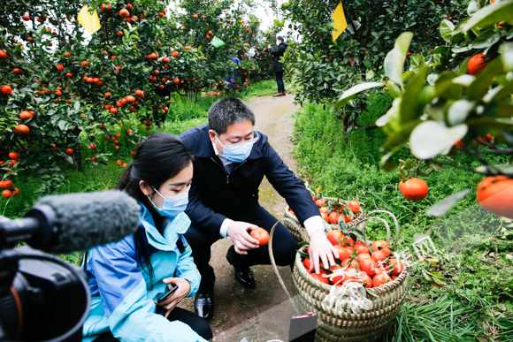 开州区长直播卖橙子,开州区长直播卖货