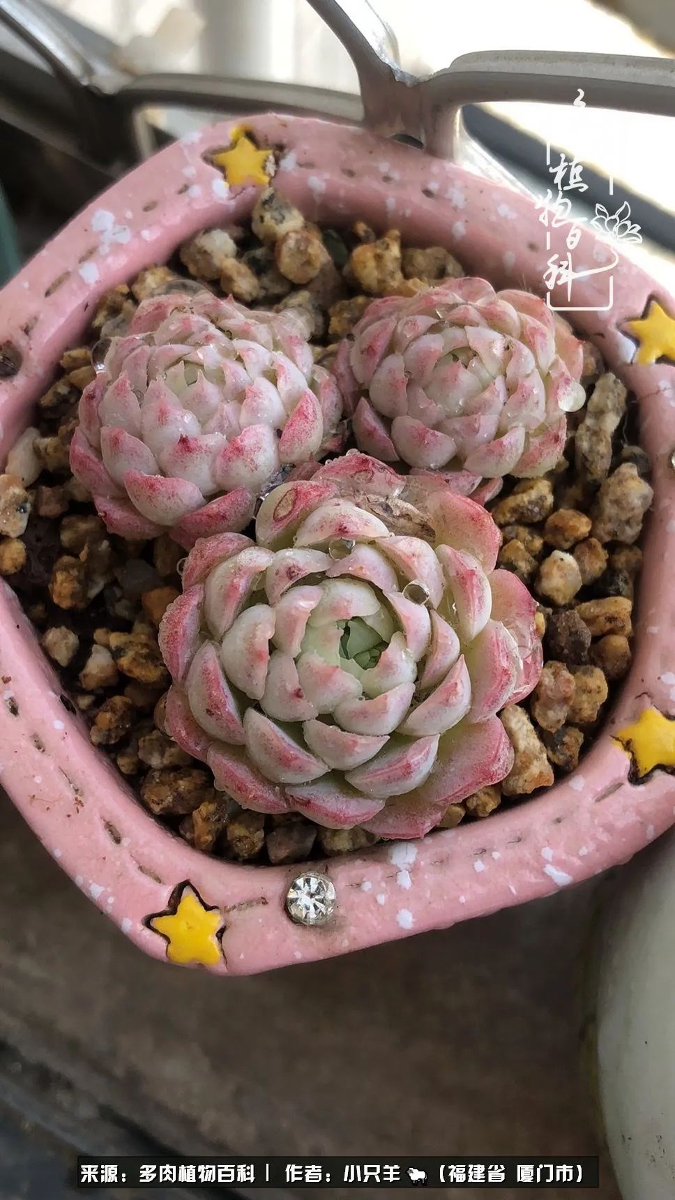 多肉像葡萄一样,多肉像铃兰一样