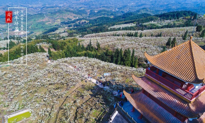 渝北周边采摘推荐,渝北茨竹附近采摘园