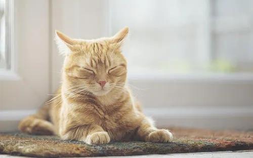 为什么猫咪挑食什么都不吃,为什么有的猫咪什么都吃