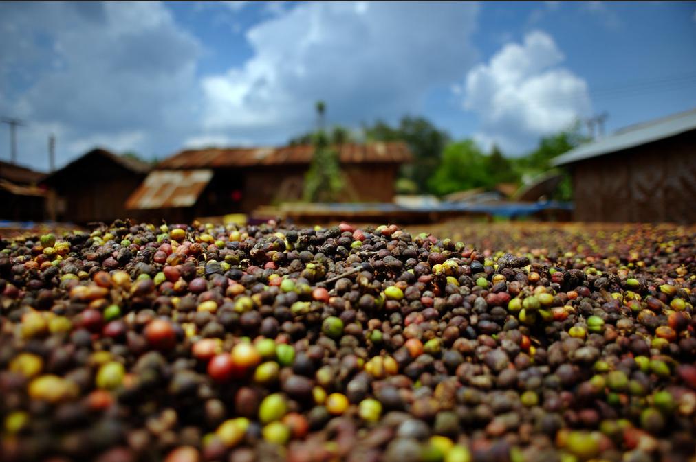 来自西双版纳的老挝冰咖啡,秋天的第一杯咖啡星巴克