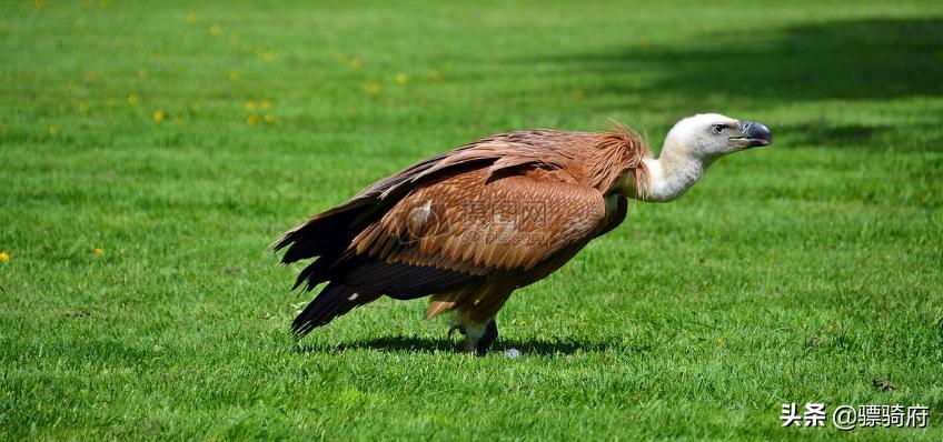 本田dr160和cb190r哪个好,豪爵dr160与本田190咋样