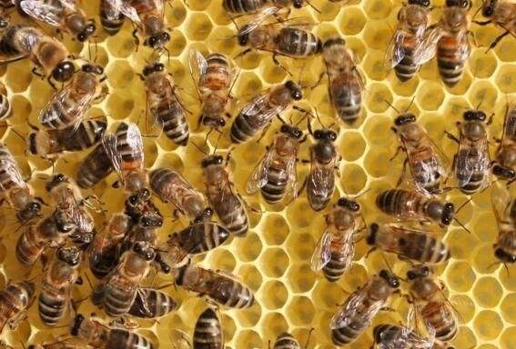 中蜂工产严重介王会成功吗,中蜂无王也无工产是怎么了