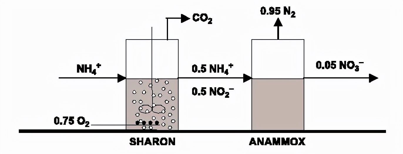 进来复习！一文读懂硝化反硝化