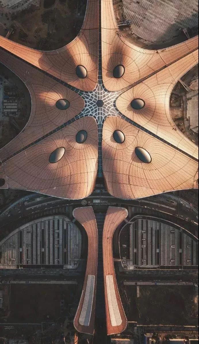 凤凰展翅，飞向未来