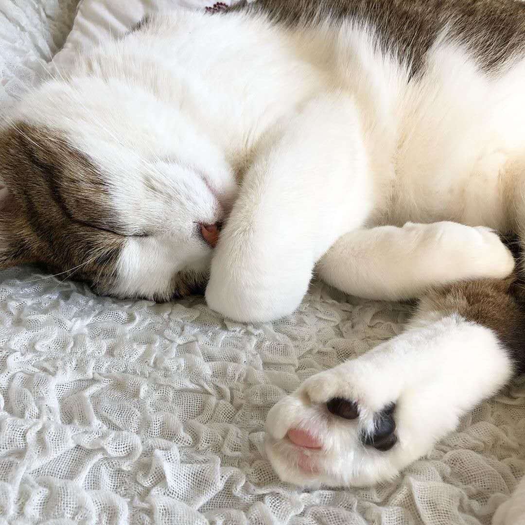 养猫最重要的营养素,猫平时要准备些什么营养素