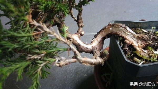 盆景老桩镂空舍利的制作,舍利盆景造型技艺图解