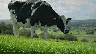 美思蜜可酸奶菌种,美思蜜可抖音团购