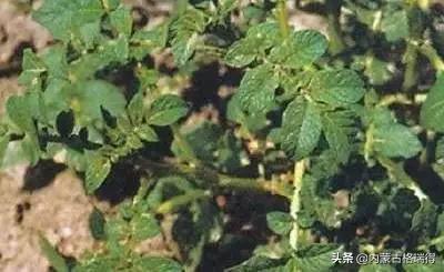 马铃薯豆角病害图谱,马铃薯病害图谱大全