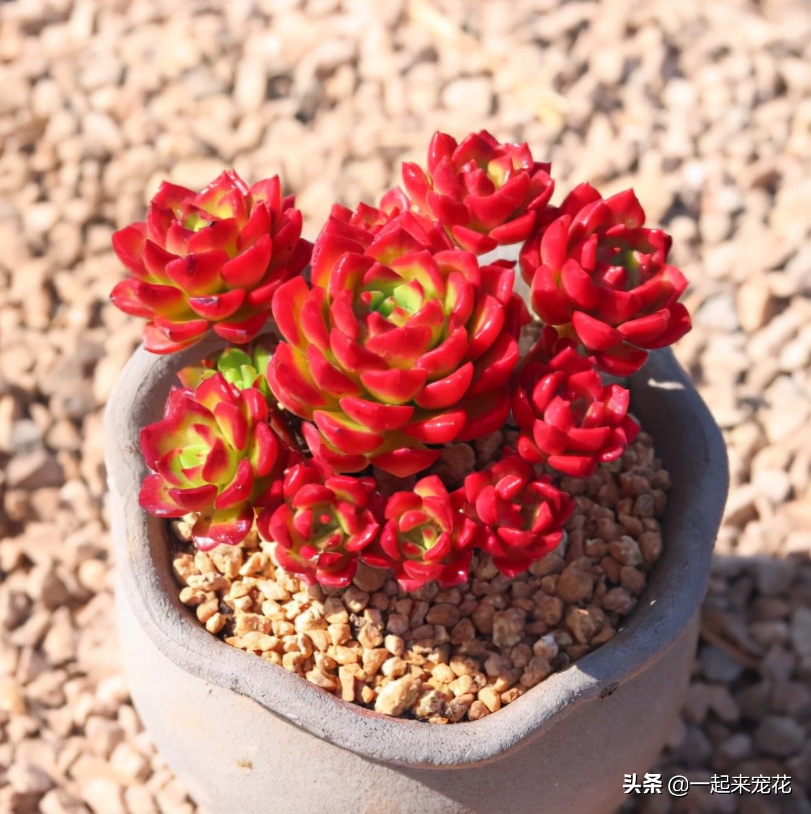 蒂亚怎么养出老桩,老花匠月季养殖方法