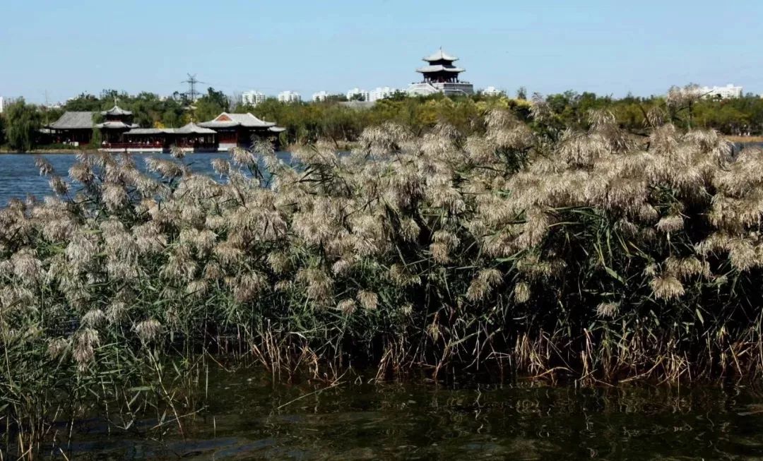 天津国际消费中心建设规划,天津国家会展中心规划