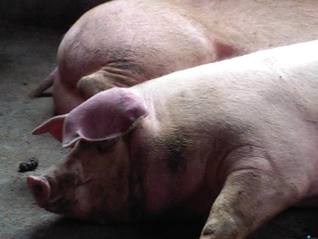 猪感染了非瘟不吃料开始排毒了吗,猪反反复复发烧不食是什么病