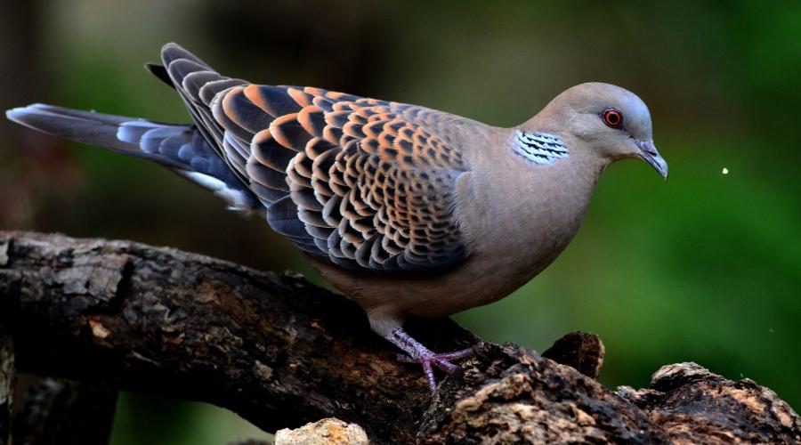 孕期吃肉需谨慎3种肉类碰不得,孕期4种肉别吃为了胎儿要忌嘴