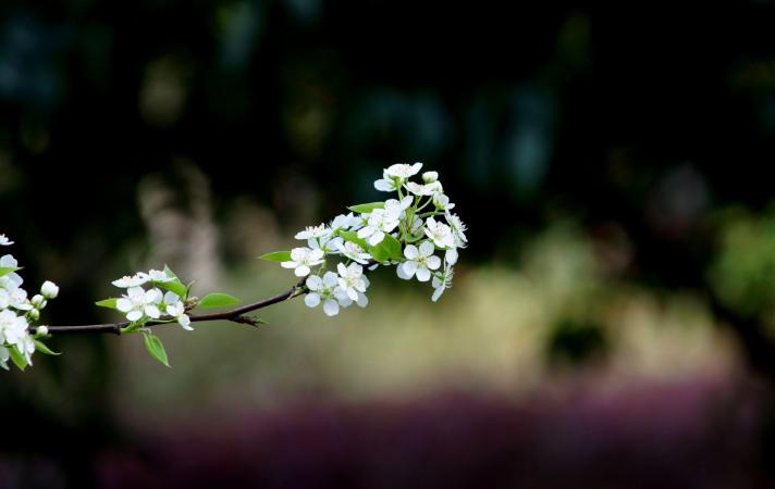 清明禁忌50条,清明俗语前三后四左五右六
