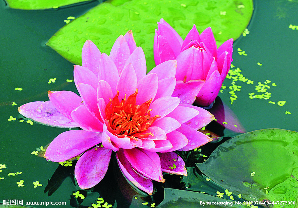 摊破浣溪沙菡萏朗读,摊破浣溪沙格律