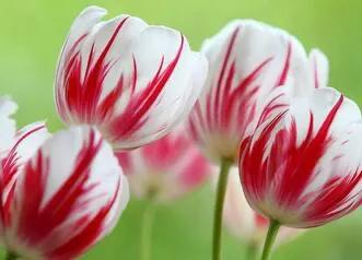 水养郁金香怎么养,郁金香花语及寓意