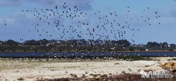 奥克兰小学生游学,奥克兰两日游旅游攻略