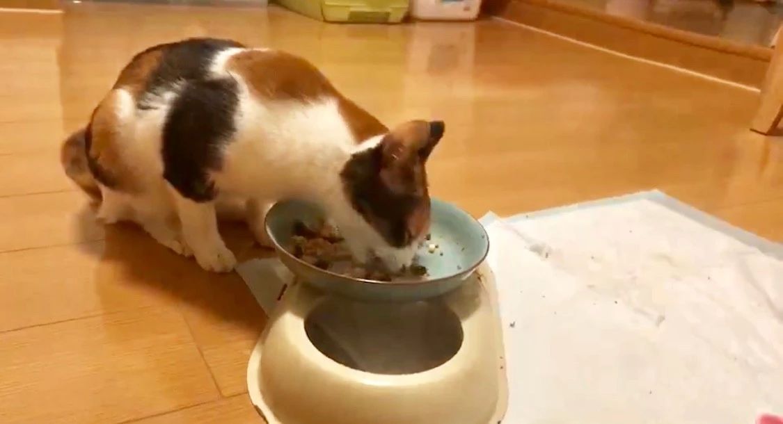 猫咪能吃哪些维生素,猫咪能吃太多营养补充剂吗