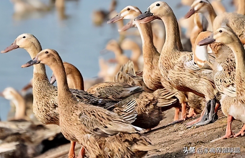 水养鸭和旱养鸭的区别,水养鸭和旱养鸭哪种好吃