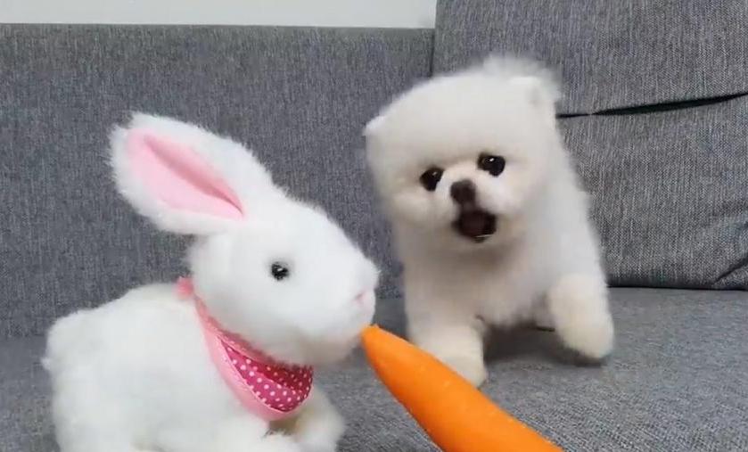 博美狗狗美毛的食物有哪些,博美犬吃什么毛发长得好