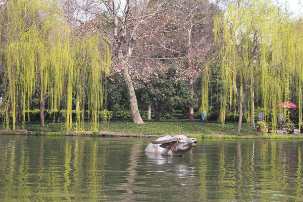 三月的杭州西湖,期待三月的杭州