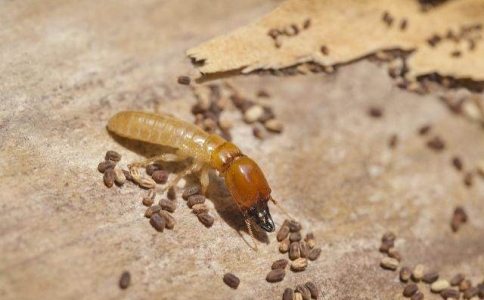 灭白蚁一定要找到蚁后吗,灭白蚁为何要擒蚁后
