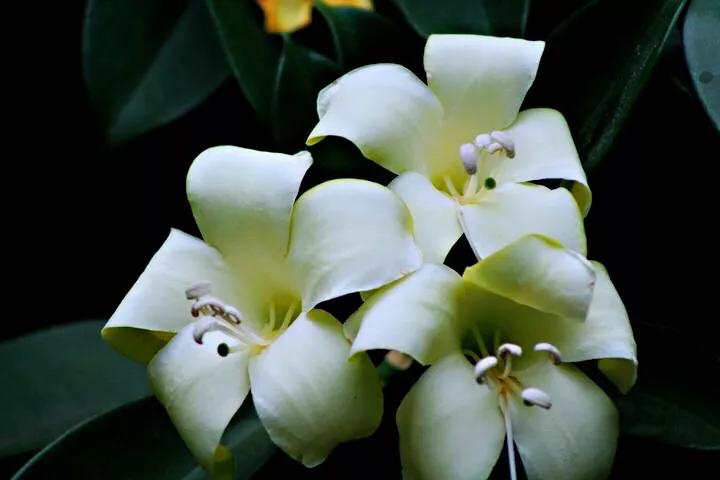 网购的植物好看又好养活的有哪些,网上买什么植物好看好养